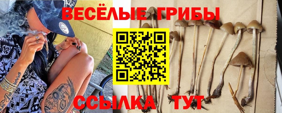 Новозыбков  где продают   Вход с VPN  Псилоцибиновые грибы GOLDEN TEACHER 